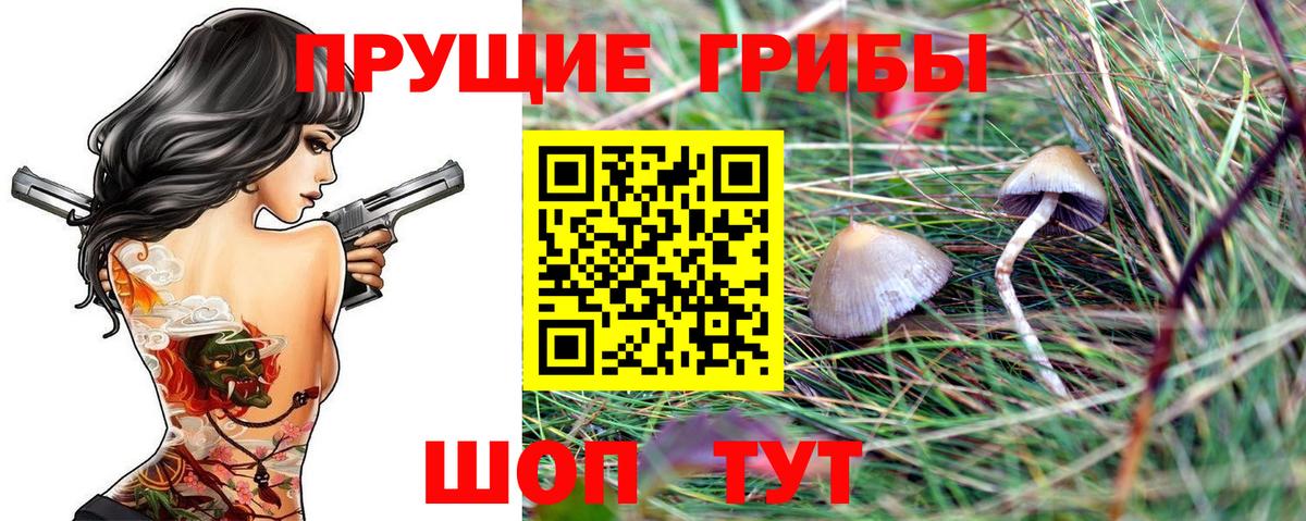 Галлюциногенные грибы Psilocybine cubensis Кизилюрт